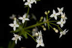 False baby's breath